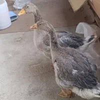 یک جفت قوغاز