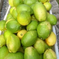 لیمو ترش اعلا تازه چین