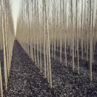 نهال صنوبر مقاوم به آفات  سلامت و رشد پایدار