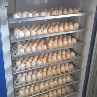 دستگاه جوجه کشی،جوجه مرغ، تخم نطفه دار