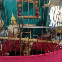 جفت مولد عروس هلندی سالم وجوان|پرنده|محمدشهر, شهرک پیام (مهرالبرز)|دیوار