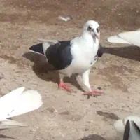 پلنگ سیاه جوجه بوم