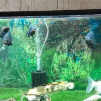 ماهی اسکار|ماهی|الیگودرز, |دیوار