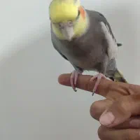 عروس هلندی ماده