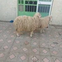 گیسه سانن و دوتا بره نر.راور|حیوانات مزرعه|راور, |دیوار