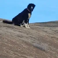 توله سگ قدرجونی