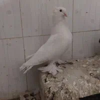 کبوتر کفتر سفید پاپر دم چتری پرپا توافقی|پرنده|مشهد, آیت الله خامنهای|دیوار