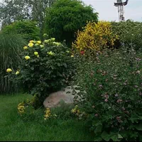 خدمات باغبانی ( گل وگیاه باغچه ای، آپارتمانی)|خدمات باغبانی و درختکاری|تهران, نیروی هوایی (پیروزی)|دیوار