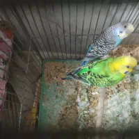 مرغ عشق فروشی