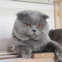 گربه نر اسکاتیش بالغ فقط جفت یابی