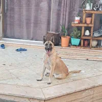 مالینویز ماده