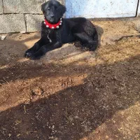 سگ قهدری جانی