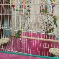 ۴ عدد مرغ عشق رایگان|پرنده|رشت, کوی مهر|دیوار