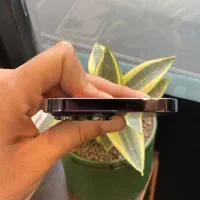 iphone 14 pro max|موبایل|رشت, منظریه|دیوار