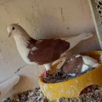 کبوتر گم شده