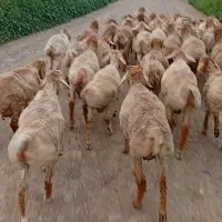 بره نر اوتاخ ساری قولاخ 36راس مغانی