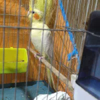 «جفت عروس هلندی مولد خاص(نر دوکت آلبینوکمیاب|پرنده|باوی, |دیوار