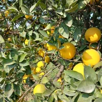 فروش پرتقال تامسون