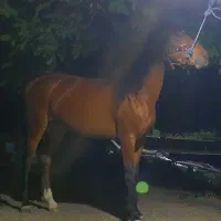 مادیان درجه یک