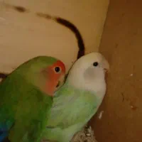 یک جفت طوطی برزیلی و یکی عدد عروس هلندی نر