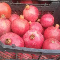 انار درجه یک