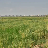 شالیزار|فروش دفتر صنعتی، کشاورزی، تجاری|کیاکلا, |دیوار