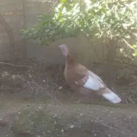 بوقلمون ماده بوربورن