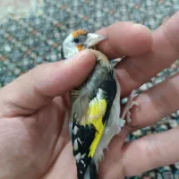 سهره دورگ پلاک پا.قناری.مرغ عشق.فنج