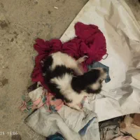 سک خونگیی نژاد دار|سگ|سنندج, |دیوار