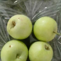 سیب گلاب