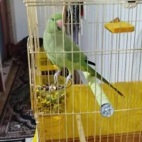 طوطی ملنگو جفت مولد|پرنده|چهارباغ, |دیوار