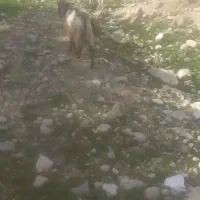 کهره نر|حیوانات مزرعه|مهر, |دیوار