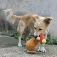 واگذاری رایگان سگ|سگ|آمل, |دیوار