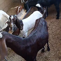 بز نجدی|حیوانات مزرعه|مسجد سلیمان, |دیوار