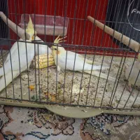 عروس هلندی با جوجه