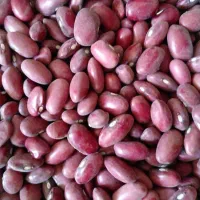 لوبیا قرمز درجه یک بوجاری