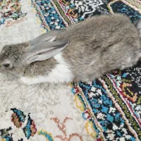 خرگوش