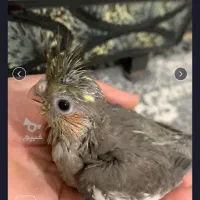 جوجه طوطی عروس هلندی نر سرلاکی