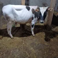 فروش گاو با گوساله ماده|حیوانات مزرعه|سنگر, |دیوار