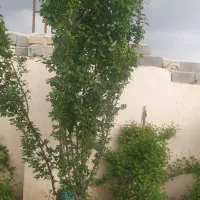 فروش خانه ویلایی|فروش خانه و ویلا|بومهن, |دیوار