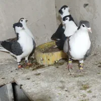 کفتر رنگه|پرنده|مشهد, فرودگاه|دیوار