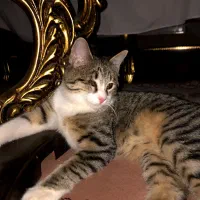 بچه گربه|گربه|کرج, کرج نو|دیوار