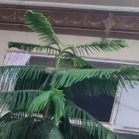کاج مطبق