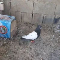 سینه سیاه . سینه ای نر