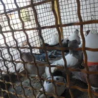 کفتر مخصوص کشت با پاک کردن رایگان دونه ۶۵|پرنده|کازرون, |دیوار