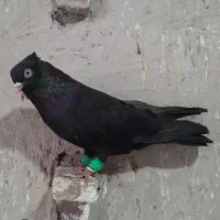 زاغ آبادانی
