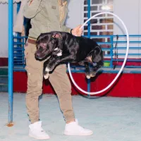 مربی سگ در شیرازآموزش سگ در شیراز تربیت سگ درشیراز