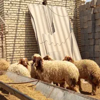 7عددبره چاق گاو گاومیش گوسفند بز گوساله در شادگان