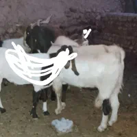 فروش‌چپش