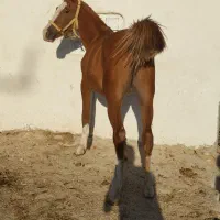 کره نریان از شاهزاده سین